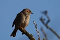 Dunnock